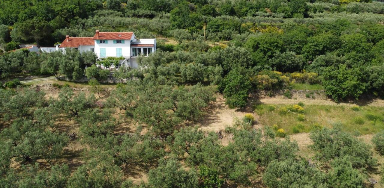 Apartament House Among Olive Trees With A Sea View 1 Ankaran Zewnętrze zdjęcie